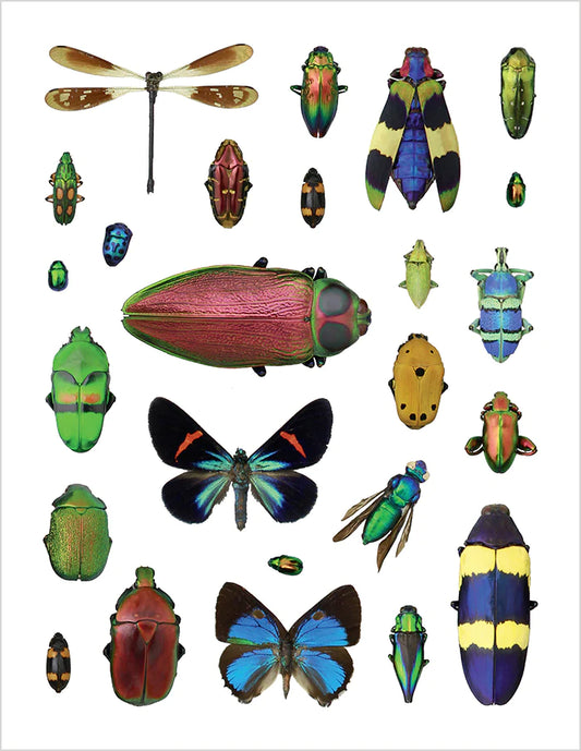 Incredible Insects Sticker Book